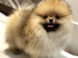 SHOW KALİTE ORANGE POMERANİAN BOO