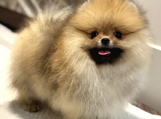 Show Kali̇te Orange Pomerani̇an Boo