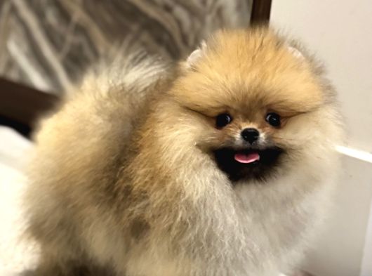 Show Kali̇te Orange Pomerani̇an Boo görsel
