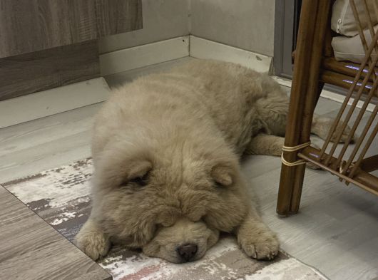 4 Yaşında Chow Chow Erkek Çin Aslanı görsel