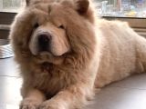 4 yaşında chow Chow Erkek Çin Aslanı