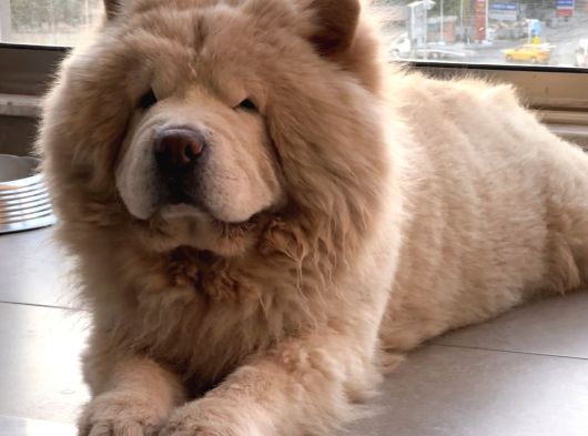 4 Yaşında Chow Chow Erkek Çin Aslanı