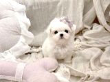Kore Maltese Terrier En Minik Boy Yavrularimiz