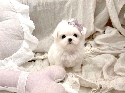 Kore Maltese Terrier En Minik Boy Yavrularimiz