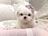 Kore Maltese Terrier En Minik Boy Yavrularimiz