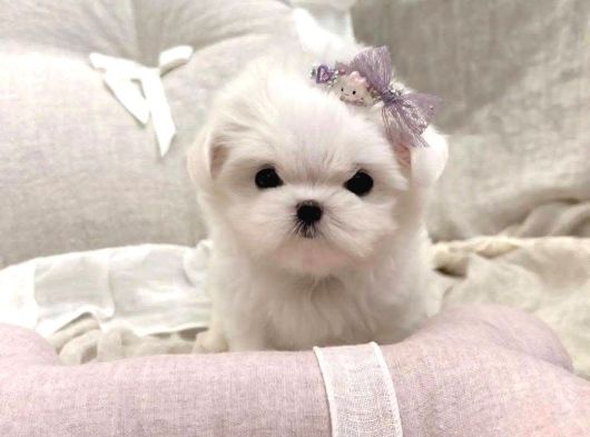 Kore Maltese Terrier En Minik Boy Yavrularimiz görsel