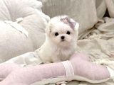 Kore Maltese Terrier En Minik Boy Yavrularimiz