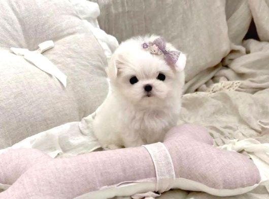 Kore Maltese Terrier En Minik Boy Yavrularimiz görsel
