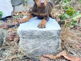 Ki̇ng Doberman Yavrularimiz