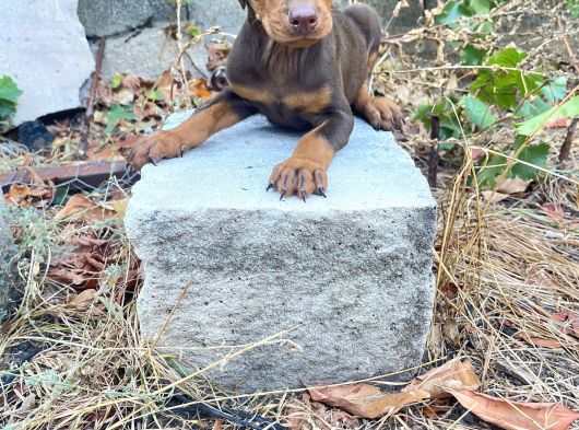 Ki̇ng Doberman Yavrularimiz görsel