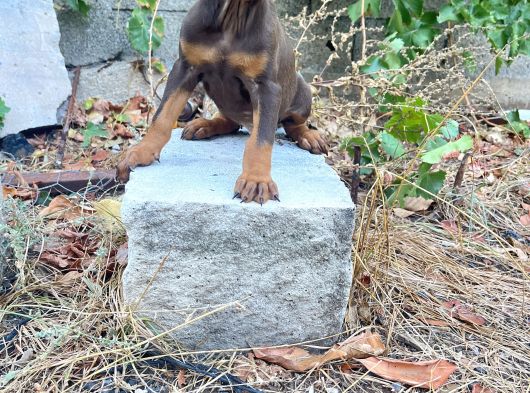 Ki̇ng Doberman Yavrularimiz görsel