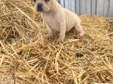 Her Renk French Bulldog Mevcuttur
