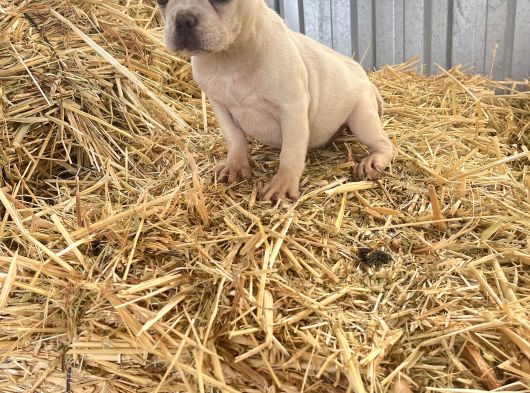 Her Renk French Bulldog Mevcuttur görsel