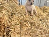 HER RENK FRENCH BULLDOG MEVCUTTUR