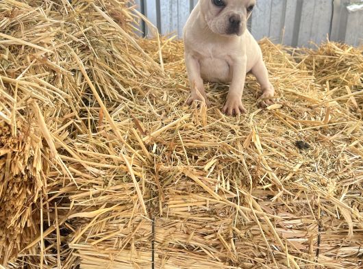 Her Renk French Bulldog Mevcuttur