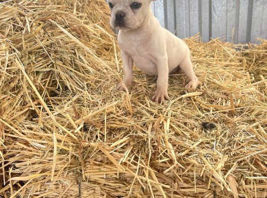 Her Renk French Bulldog Mevcuttur görsel