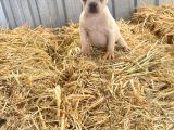 Her Renk French Bulldog Mevcuttur