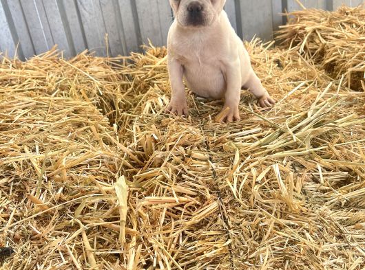 Her Renk French Bulldog Mevcuttur görsel