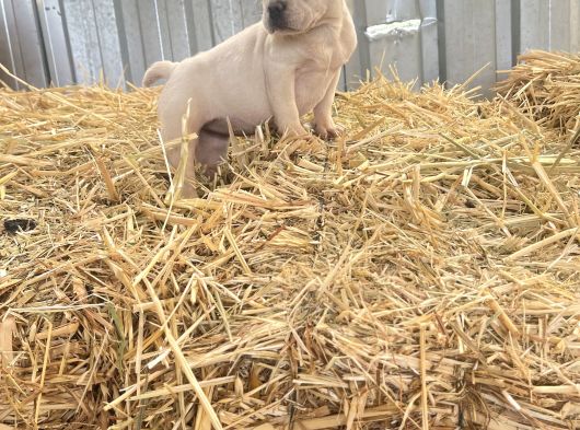 Her Renk French Bulldog Mevcuttur görsel