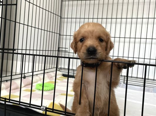 Aşılı Ve Karneli Safkan 3 Aylık Dişi Golden görsel