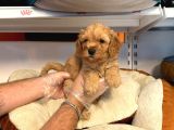 SAFKAN MALTİPOO YAVRULARIMIZ