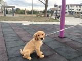 Aşılı ve Karneli Safkan 3 aylık Dişi Golden