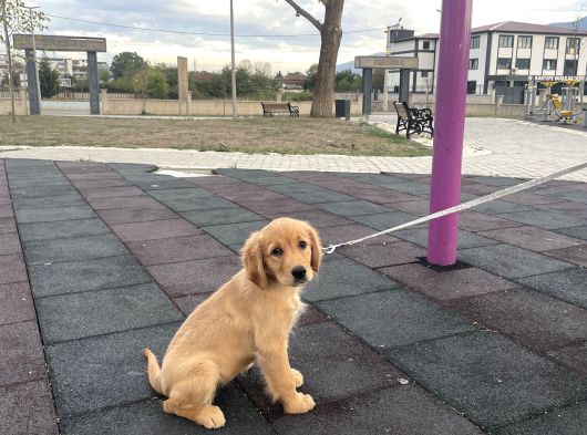 Aşılı Ve Karneli Safkan 3 Aylık Dişi Golden