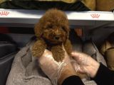 Safkan Red Toy Poodle Yavrularimiz