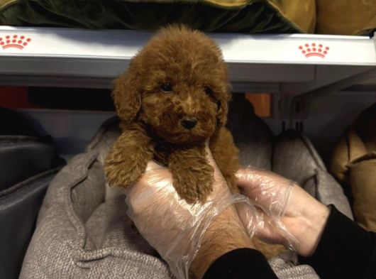 Safkan Red Toy Poodle Yavrularimiz görsel