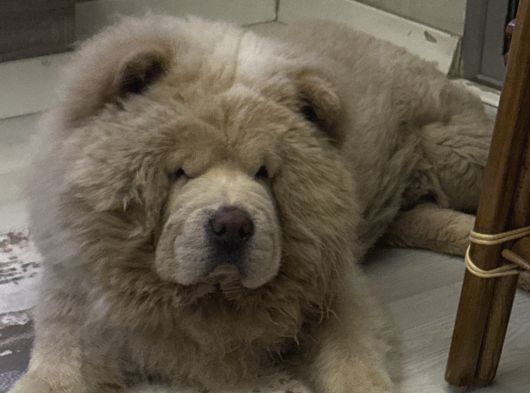 4 Yaşında Chow Chow Erkek Çin Aslanı görsel