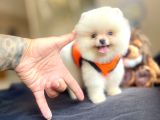 Ankara Pomerian Boo Yavrulari