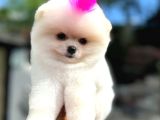 Ankara Pomerian Boo Yavrulari