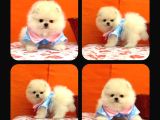 ANKARA POMERIAN BOO YAVRULARI