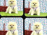 Ankara Pomerian Boo Yavrulari