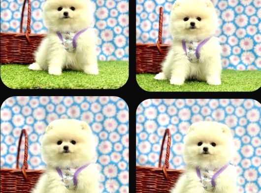 Ankara Pomerian Boo Yavrulari görsel