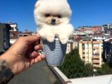Ankara Pomerian Boo Yavrulari