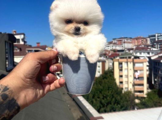 Ankara Pomerian Boo Yavrulari görsel