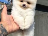 Ankara Pomerian Boo Yavrulari