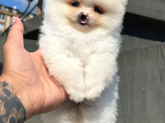 Ankara Pomerian Boo Yavrulari görsel