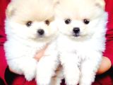 Ankara Pomerian Boo Yavrulari