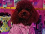 Ankara Toy Poodle Yavrulari Kore Kan Teacup