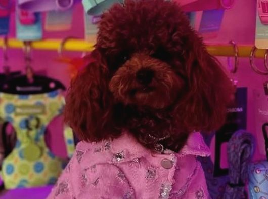 Ankara Toy Poodle Yavrulari Kore Kan Teacup görsel