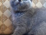 Erkek Orjinal British Shorthair Yavru Kedi