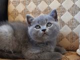 erkek orjinal british shorthair yavru kedi