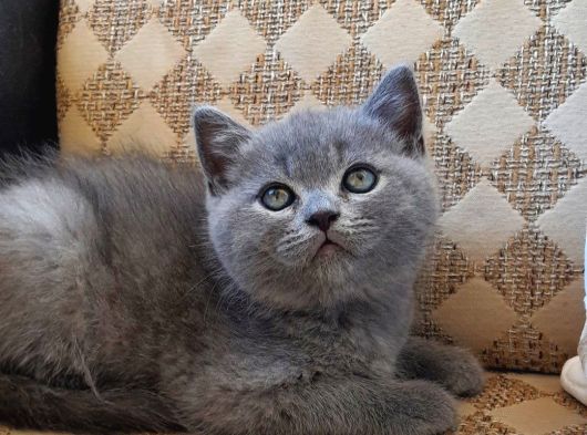 Erkek Orjinal British Shorthair Yavru Kedi