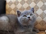 Erkek Orjinal British Shorthair Yavru Kedi
