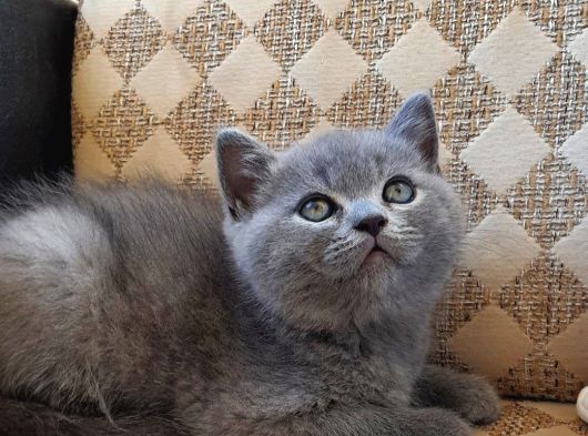 Erkek Orjinal British Shorthair Yavru Kedi görsel