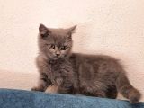 Erkek Orjinal British Shorthair Yavru Kedi