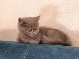 Erkek Orjinal British Shorthair Yavru Kedi