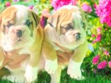 NADİR  KALİTEDE  İNGİLİZ  BULDOG YAVRULAR
